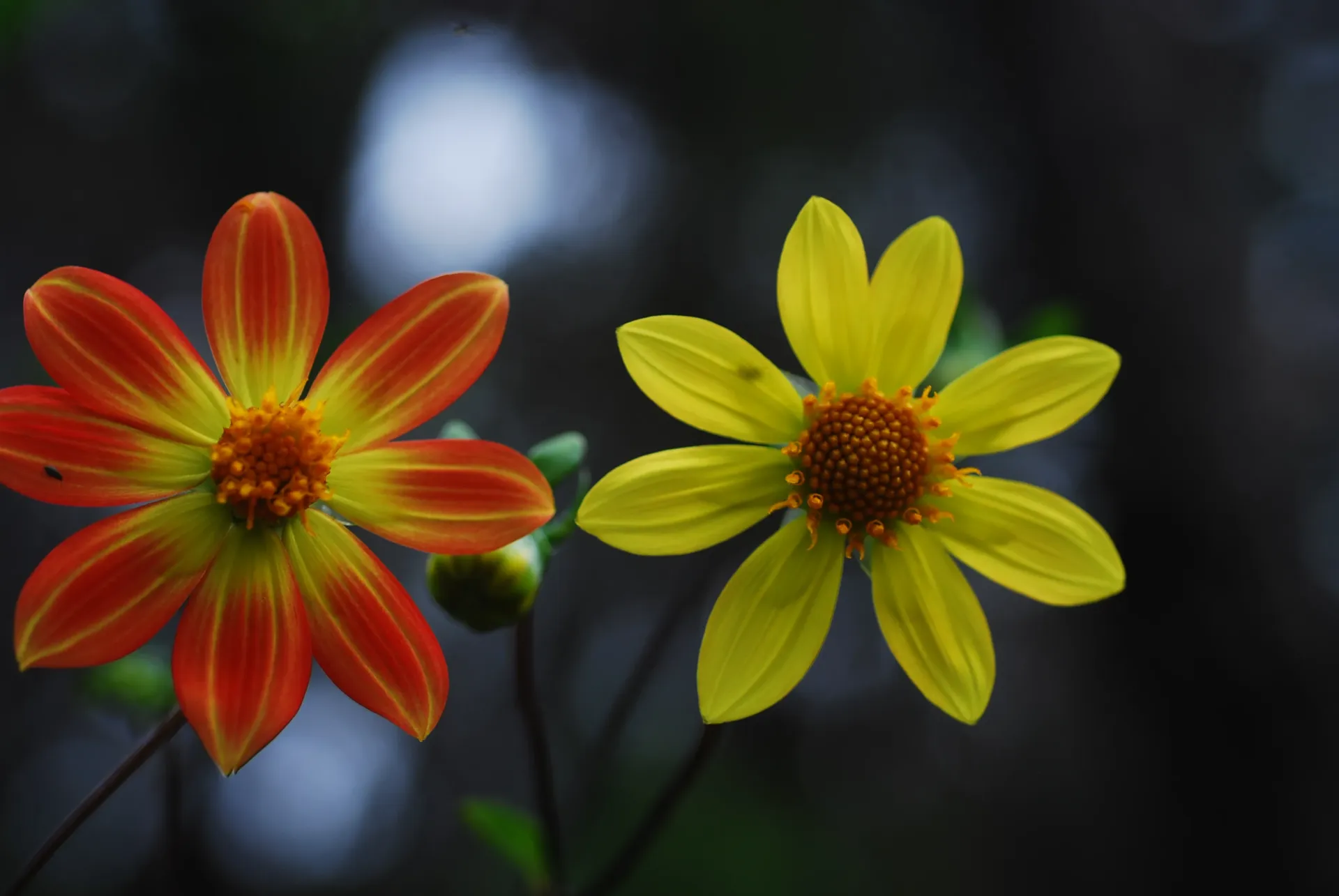 Dahlia coccinea Amanalco