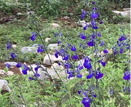 Salvia chamaedryoides