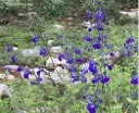 Salvia chamaedryoides