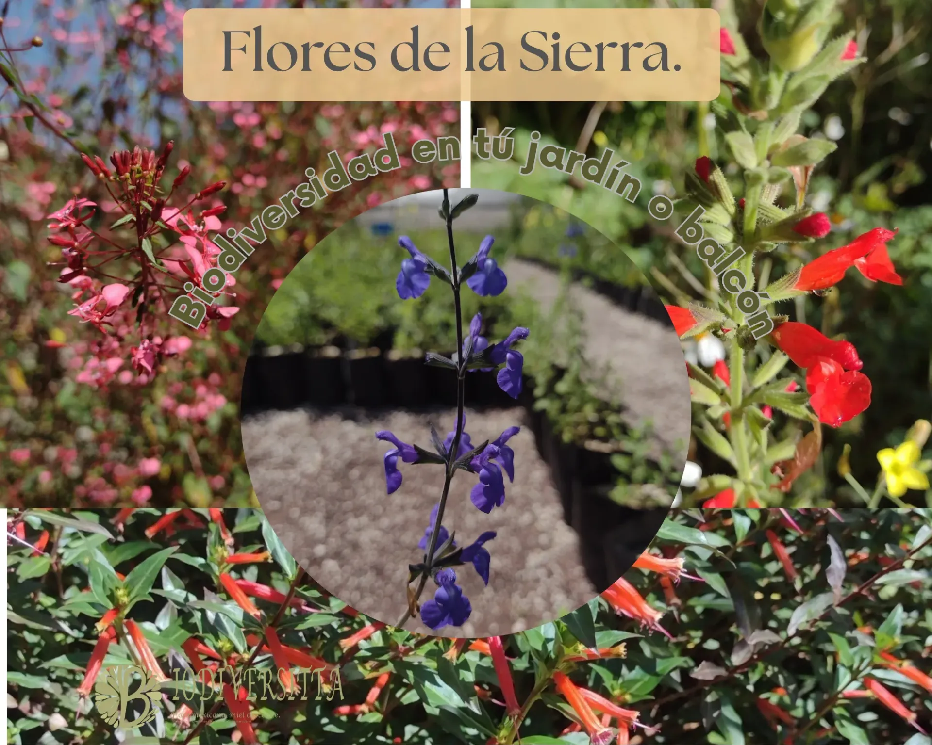 Flores de la Sierra
