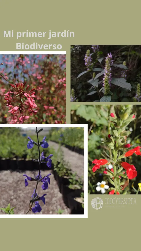Mi Primer Jardín de Biodiversidad (Zona puebla y Valle de méxico)