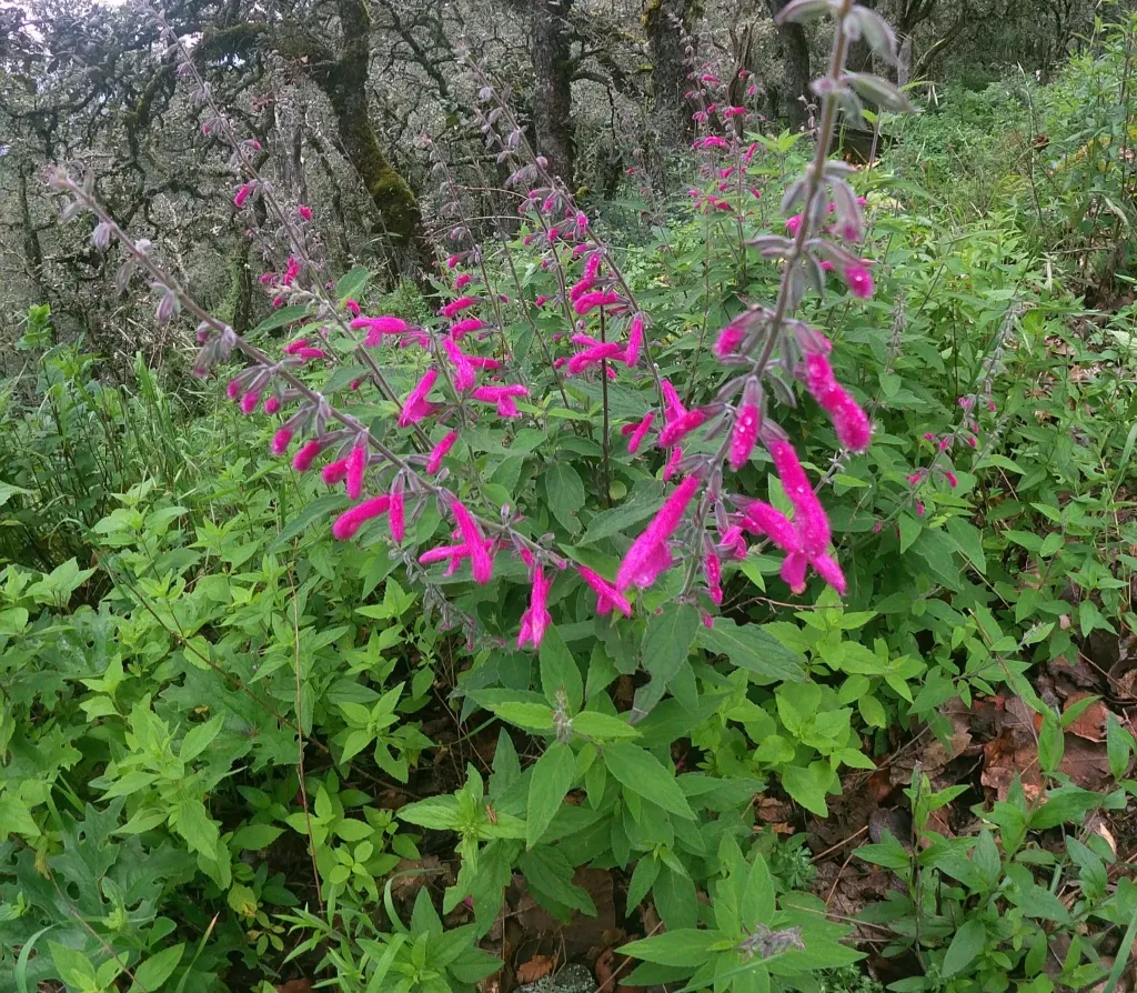 Salvia curviflora