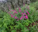 Salvia curviflora