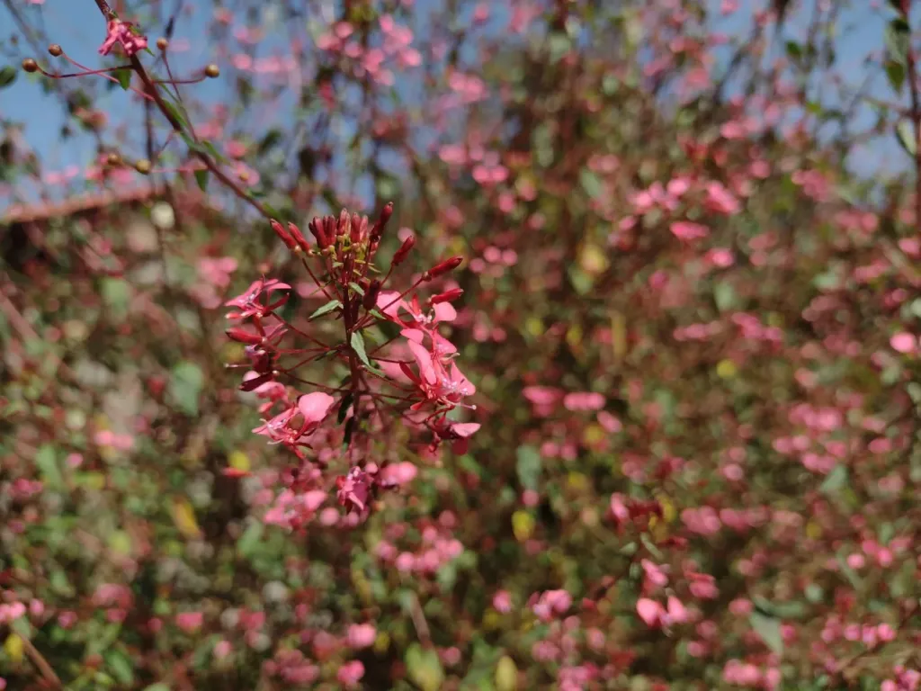 Lopezia miniata